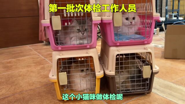 猫舍员工去办健康证啦