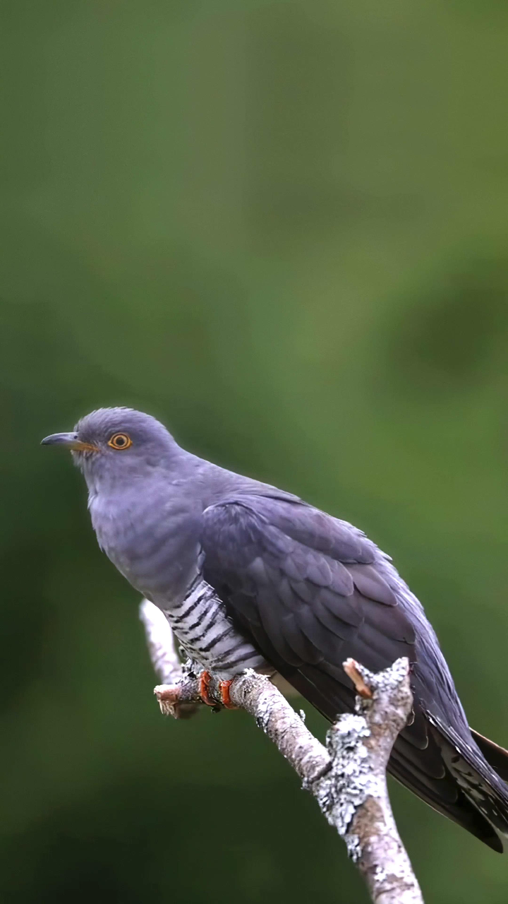 布谷鸟又叫了,像往常一样:布谷,布谷的叫