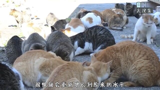 爱猫人士的眼中钉肉中刺,专业猎猫人巴里,无情杀害1400多只猫.猎猫人猫动物 2