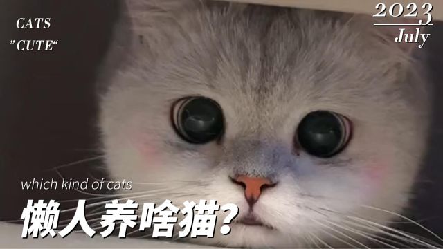 懒人也想养猫?看看下面这12种猫咪吧,总有一款适合你