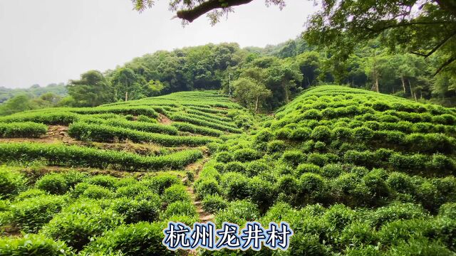 杭州有名的龙井茶,今天去这边的产茶基地看一下,漫山遍野都是!