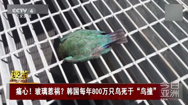 痛心!玻璃惹祸?韩国每年800万只鸟死于“鸟撞”