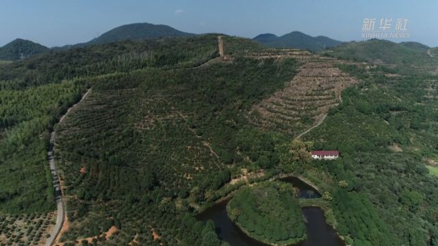 湖南鼎城:良种油茶助力群众致富