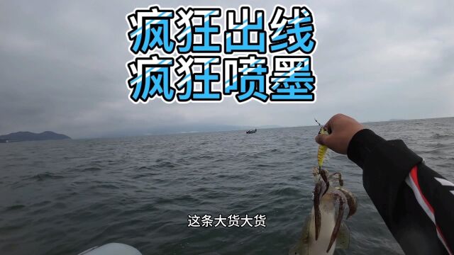 深圳海钓,东山抽鱿鱼,巨物横行疯狂出线