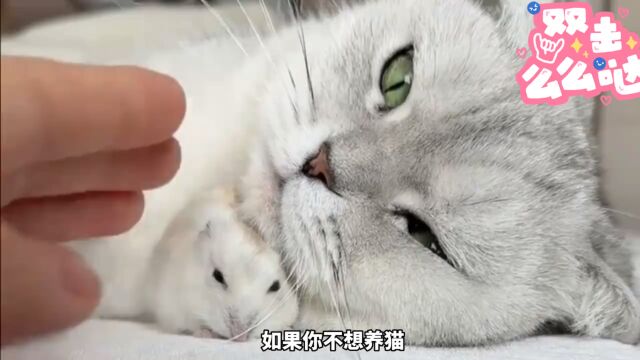 养什么宠物比较好