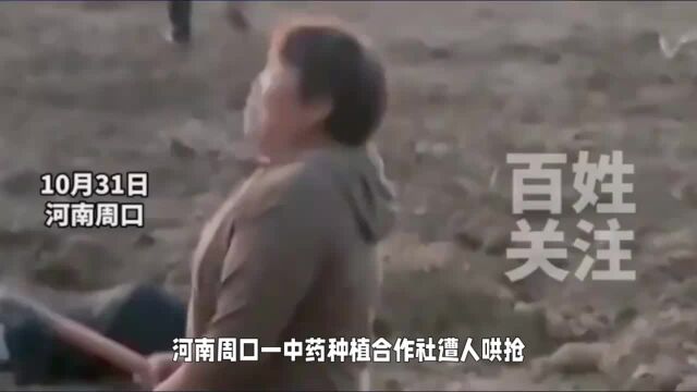 河南周口中药合作社遭哄抢,园主痛哭引热议