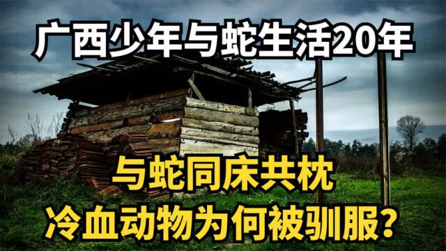 广西青年与蛇生活20年,夜晚和蛇同床共枕,冷血动物为何被驯服?