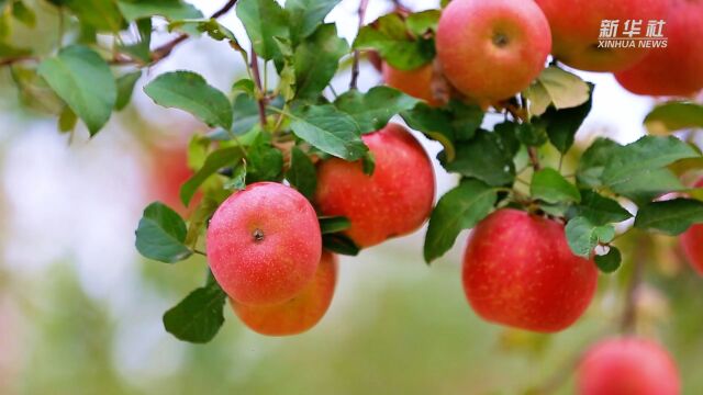 山东日照:苹果飘香 助农增收