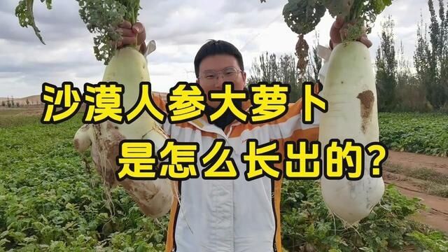 沙漠人参大萝卜是怎么长出来的? #沙漠土壤化 #萝卜 #重庆 #交大 #科技 #农产品 #丰收 #生态