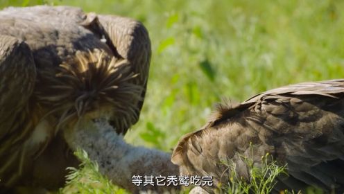 秃鹫虽是猛禽却从不杀生，蛇鹫是非洲草原扛把子，白头鹰搞笑成长