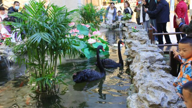 大都市商场里建池塘养天鹅,顾客逛商场近距离看黑天鹅秀恩爱