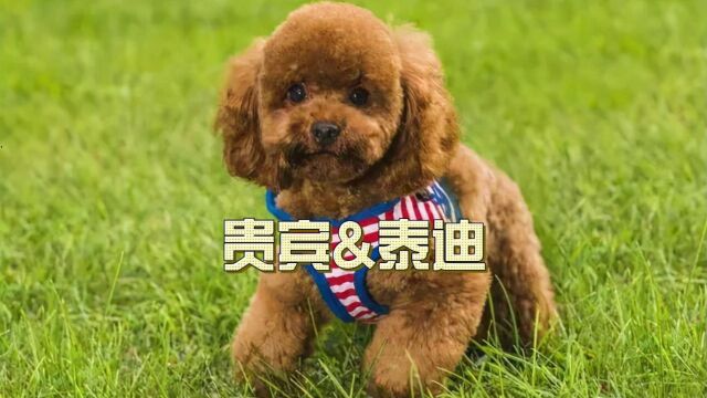 你,知道贵宾犬和泰迪犬的区别吗?