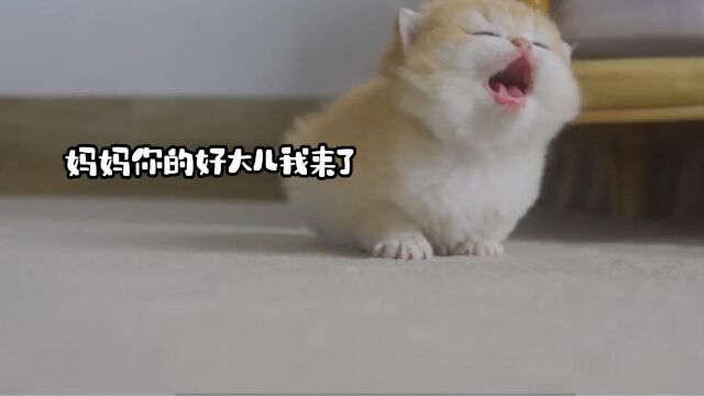 话痨小猫咪在线找妈妈~