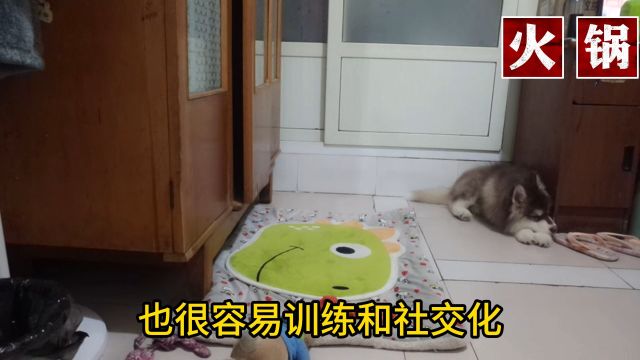 比熊犬的优点,缺点## #狗狗狗狗的日常