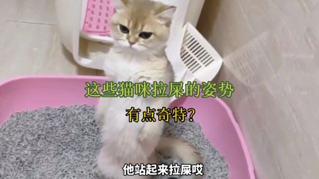 宠物解说:这些猫咪拉屎的姿势,有点奇特?