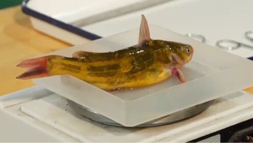 野生黄颡鱼数量少捕捞难，为了满足市场的需求，人们开始人工养殖黄颡鱼
