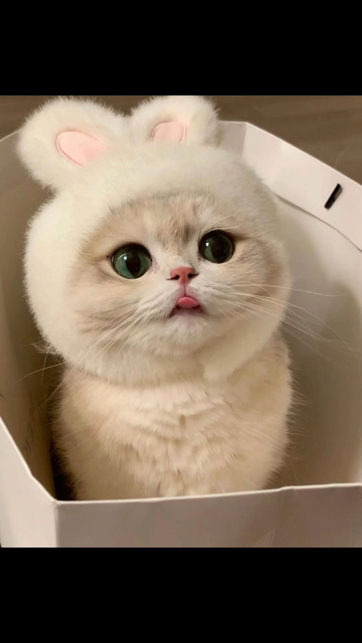 可爱的猫咪头像