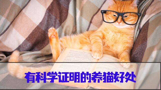 养猫的这4大好处,是有“科学证明”的!