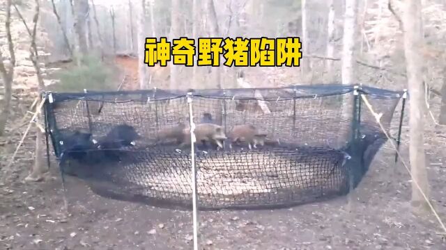 神奇捉野猪陷阱,这群野猪像耗子一样被团灭