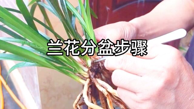 从脱盆到上新盆,兰花分盆全过程解析