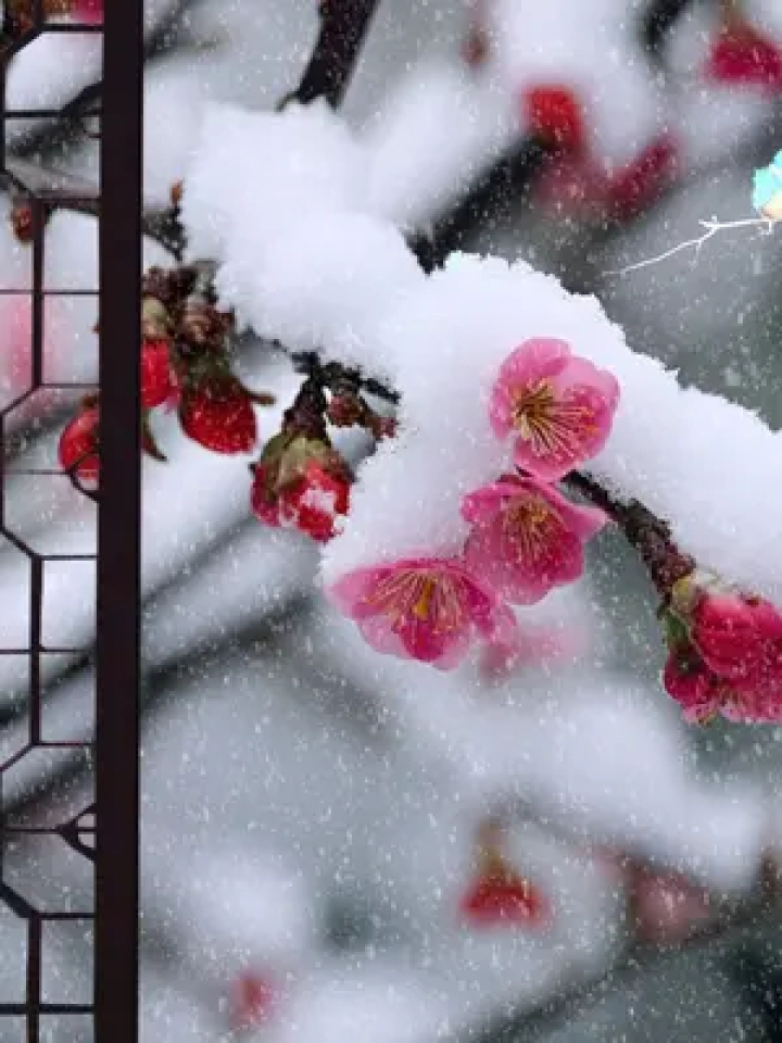 只为借梅香 问花花不语 雪描一树妆 #诗词 #雪中梅花 #冬天 #黄友才