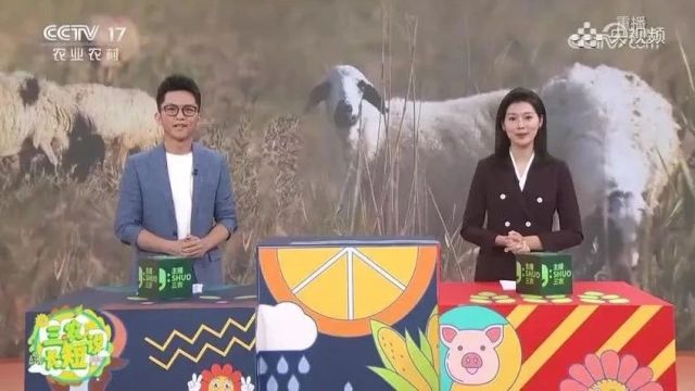 登上CCTV17的“熊猫羊”长啥样?