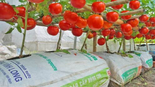 爆盆西红柿：用编织袋种植，让你的家也成为自家菜园！