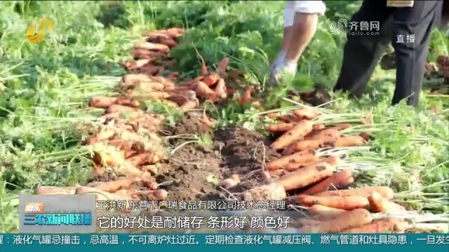 东营广饶:发展胡萝卜特色种植,远销十多个国家地区,促农民增收