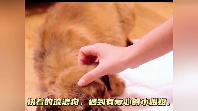 狗狗是人类忠诚的朋友