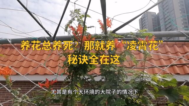 养花总养死?那就养“凌霄花”,秘诀全在这