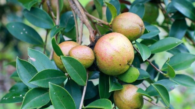 《推进农业产业 振兴美丽乡村》专栏:黎平:依油茶兴产靠茶油生财 市场需求倒逼产品多元化