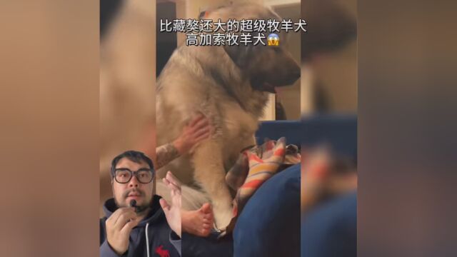 今天介绍的是最古老的犬种之一 高加索牧羊犬 希望对你有所帮助 #这么可爱的狗狗当然要宠着啊 #好狗是人类唯一一种忠诚的伙伴