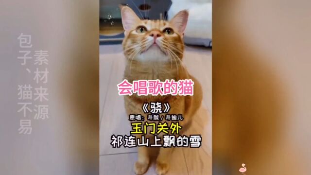 盘点会唱歌的猫与主人的精彩合唱,最后一首《骁》真的太好听了#会唱歌的猫