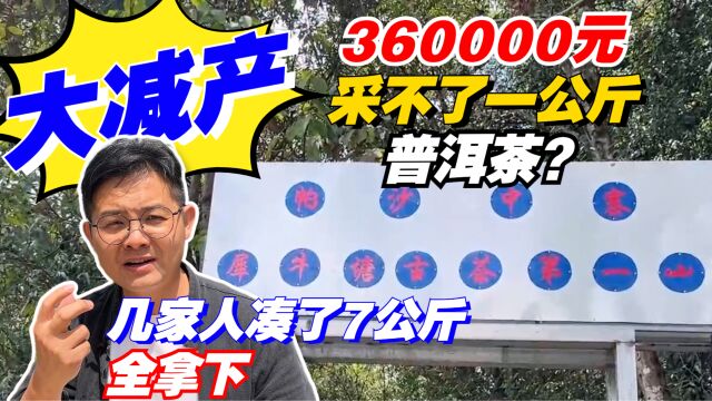 大减产!360000元采不了一公斤普洱茶?几家人凑了7公斤全拿下!