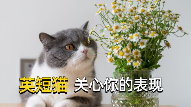 如果英短猫关心你,会有这些表现!