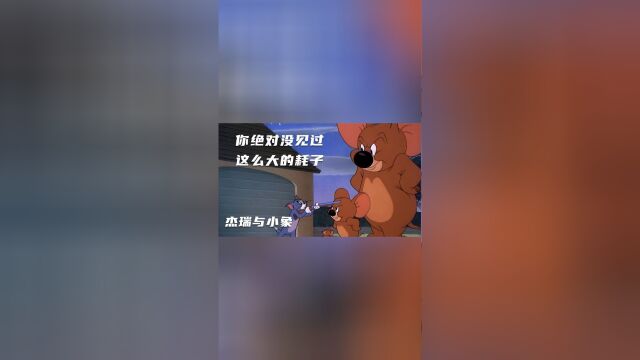 你绝对没见过这么大的耗子,连抓鼠冠军汤姆都被吓坏了