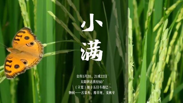 【小满】人生最好是“小满”!小得盈满,知足即安!二十四节气 08