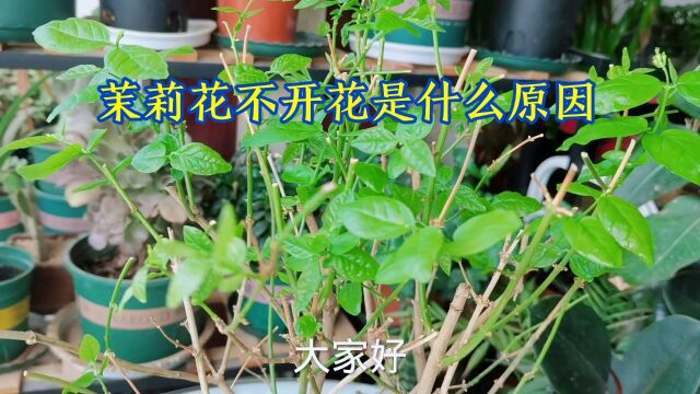 茉莉花不开花是什么原因?怎么解决