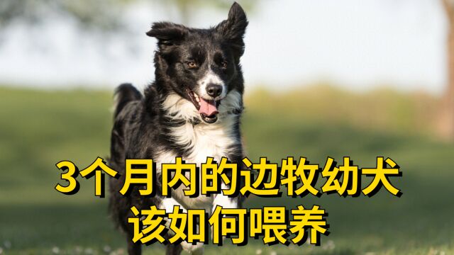 13个月的边牧幼犬怎么喂养比较好