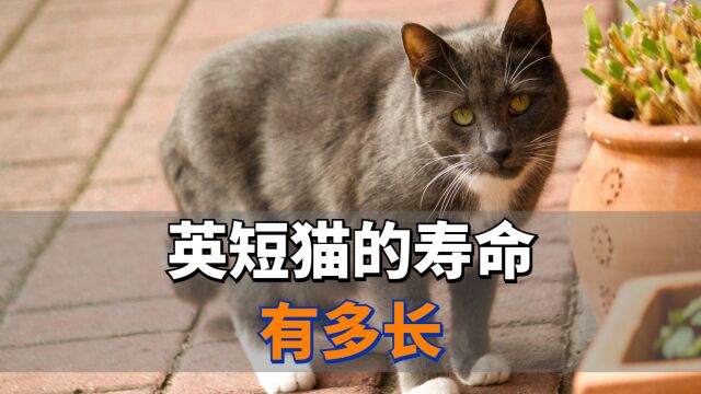 英短猫的寿命有多长?了解了再养