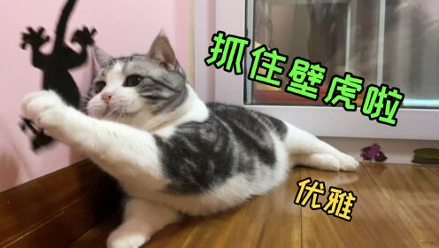 猫的演技能有多强？让它抓壁虎，一秒30个假动作…