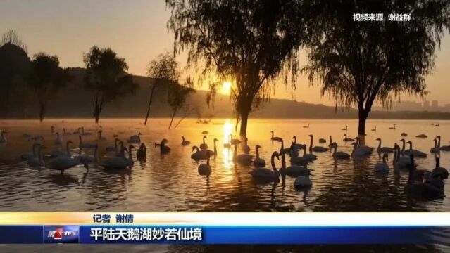 平陆天鹅湖妙若仙境