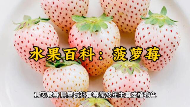 水果百科:菠萝莓