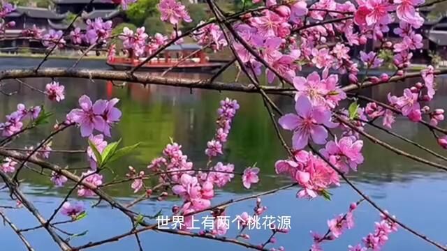 #看见音乐小程序 #小程序