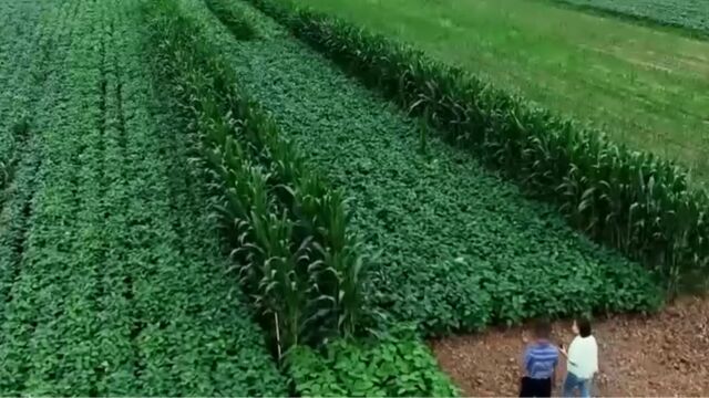 复壮种植技术可以充分提高土地效率,在不影响玉米的产量下增加了毛豆的收入