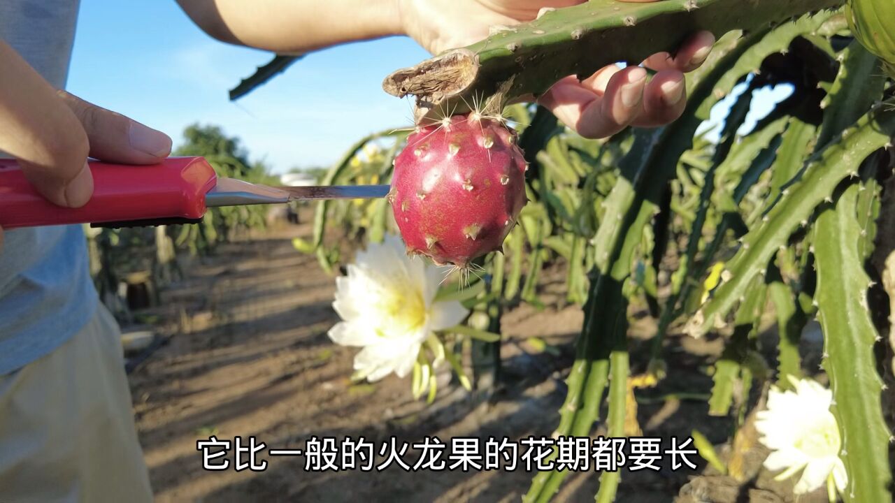 燕窝果花图片