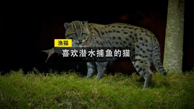 渔猫一种擅长潜水捕鱼的猫,猫科动物中的另类