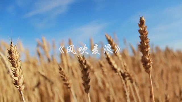 MV风吹麦浪