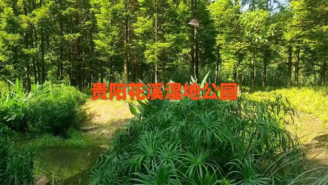 贵阳花溪十里河滩湿地公园2023721