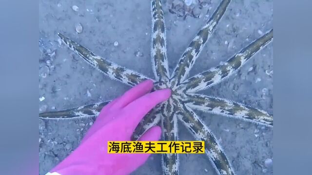 渔民海底捕鱼日常记录#海洋生物 #出海捕鱼